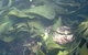 Churchill Island Marine National Park - thumb 0