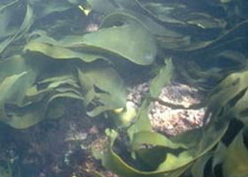 Churchill Island Marine National Park - New South Wales Tourism  0
