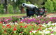Queens Park, Toowoomba - thumb 2