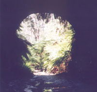 Glow Worm Tunnel - New South Wales Tourism 