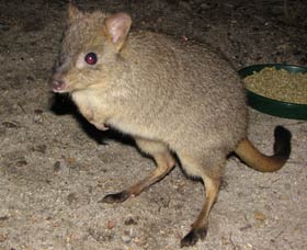 Barna Mia Native Animal Sanctuary - New South Wales Tourism  1