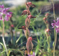 Carnamah-Eneabba Wildflower Drive - New South Wales Tourism 