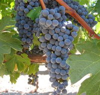 Joshuas Fault Wine - New South Wales Tourism 