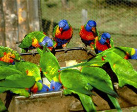 Canberra Walk In Aviary - New South Wales Tourism  1