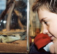 Canberra Reptile Zoo - New South Wales Tourism 