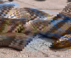 Canberra Reptile Zoo - New South Wales Tourism  1