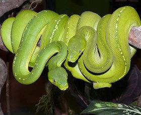 Canberra Reptile Zoo - New South Wales Tourism  2