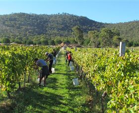 Savina Lane Premum Wines - New South Wales Tourism  1