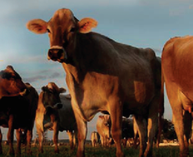 Hunter Belle Cheese - New South Wales Tourism  2