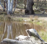 Mulligans Flat - New South Wales Tourism 