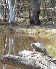 Mulligans Flat - New South Wales Tourism  0