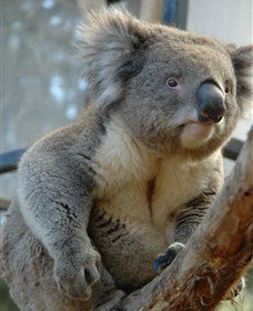 National Zoo & Aquarium - New South Wales Tourism  5