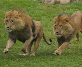 National Zoo & Aquarium - New South Wales Tourism  4