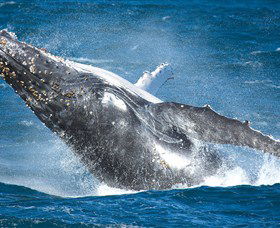 Sydney Whale Watching - New South Wales Tourism  0