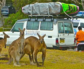 Surfaris Surf Camp - New South Wales Tourism  3