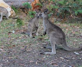 East Coast Adventure Bus - New South Wales Tourism  4