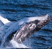 Sydney Eco Whale Watching - New South Wales Tourism 