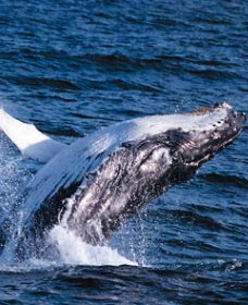 Sydney Eco Whale Watching - New South Wales Tourism  0