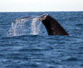 Sydney Eco Whale Watching - New South Wales Tourism  1