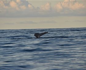 Sydney Eco Whale Watching - New South Wales Tourism  2