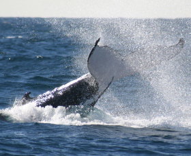 Sydney Eco Whale Watching - New South Wales Tourism  3