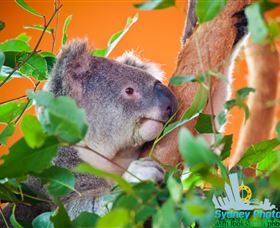 Sydney Photo Tours - New South Wales Tourism  2