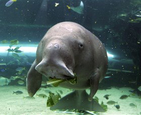SEA LIFE Sydney Aquarium - New South Wales Tourism  1