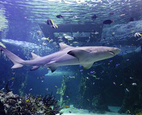 SEA LIFE Sydney Aquarium - New South Wales Tourism  0