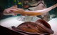 SEA LIFE Sydney Aquarium - thumb 4