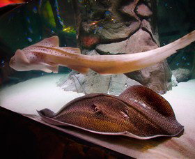 SEA LIFE Sydney Aquarium - New South Wales Tourism  4