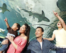 SEA LIFE Sydney Aquarium - New South Wales Tourism  7