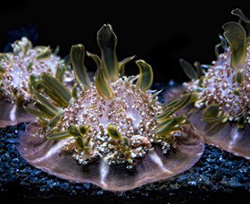 SEA LIFE Sydney Aquarium - New South Wales Tourism  8