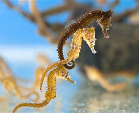 SEA LIFE Sydney Aquarium - New South Wales Tourism  6