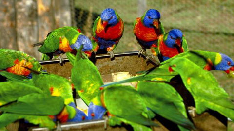 Canberra Walk In Aviary - New South Wales Tourism  4