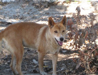 Byford WA New South Wales Tourism 