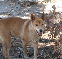 Cohunu Koala Park - New South Wales Tourism 