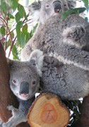 Cohunu Koala Park - New South Wales Tourism  1