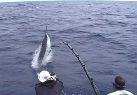 Amokura Charters - New South Wales Tourism  0