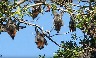 Blackbutt Reserve - New South Wales Tourism  1