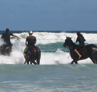 Pegasus Park Equestrian Centre - New South Wales Tourism 