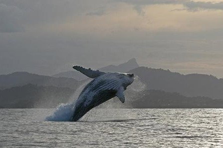 Byron Bay Whale Watching - New South Wales Tourism  1
