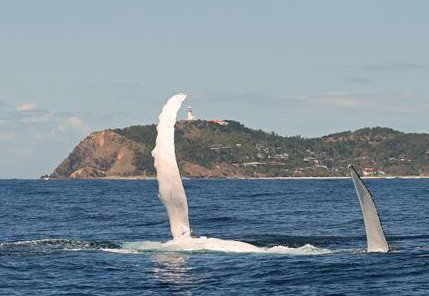 Byron Bay Whale Watching - New South Wales Tourism  3