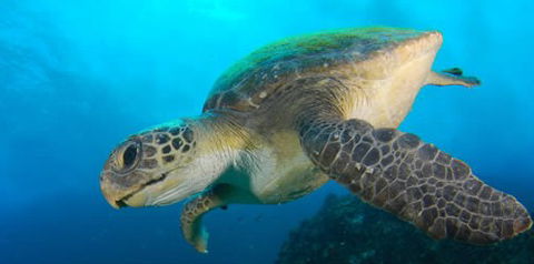 Byron Bay Dive Centre - New South Wales Tourism  0