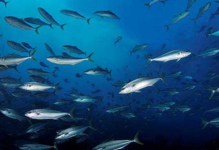Byron Bay Dive Centre - New South Wales Tourism  2