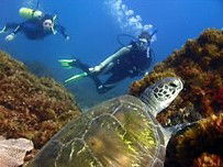 Byron Bay Dive Centre - New South Wales Tourism  3