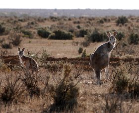 Silver City Tours - New South Wales Tourism  1