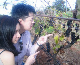 Wine Country Tours - New South Wales Tourism  3