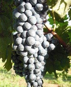 Wine Country Tours - New South Wales Tourism  8