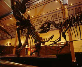 Australian Museum - New South Wales Tourism  1
