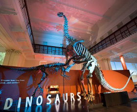 Australian Museum - New South Wales Tourism  0